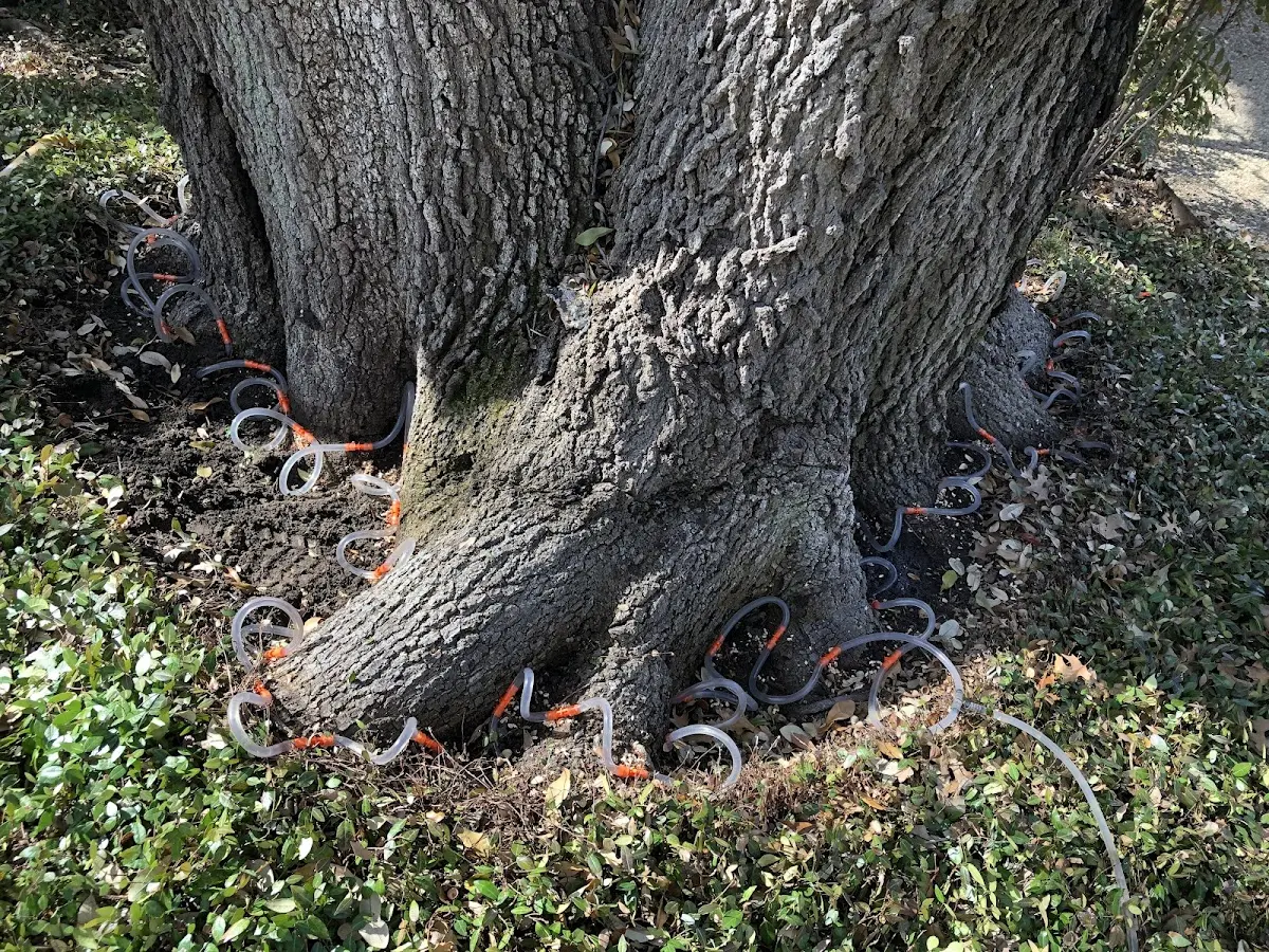 Detailed Tree Cabling and Bracing job site in Cherry Tree