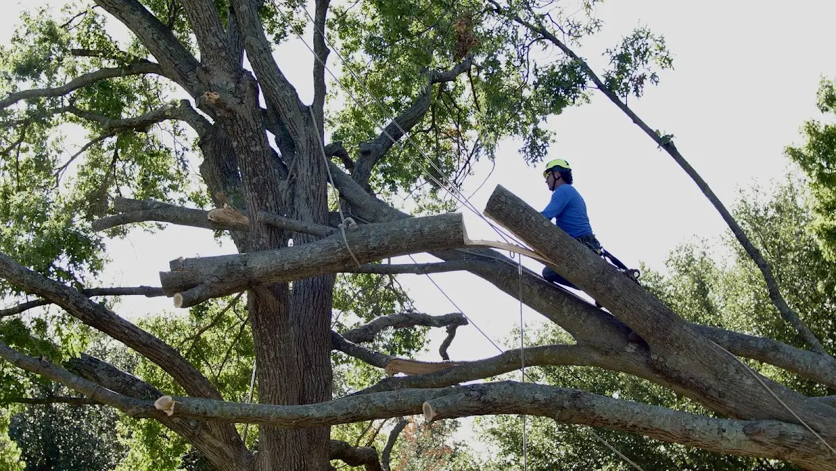 Professional Hazardous Tree Removal performed by certified arborists in Cherry Tree