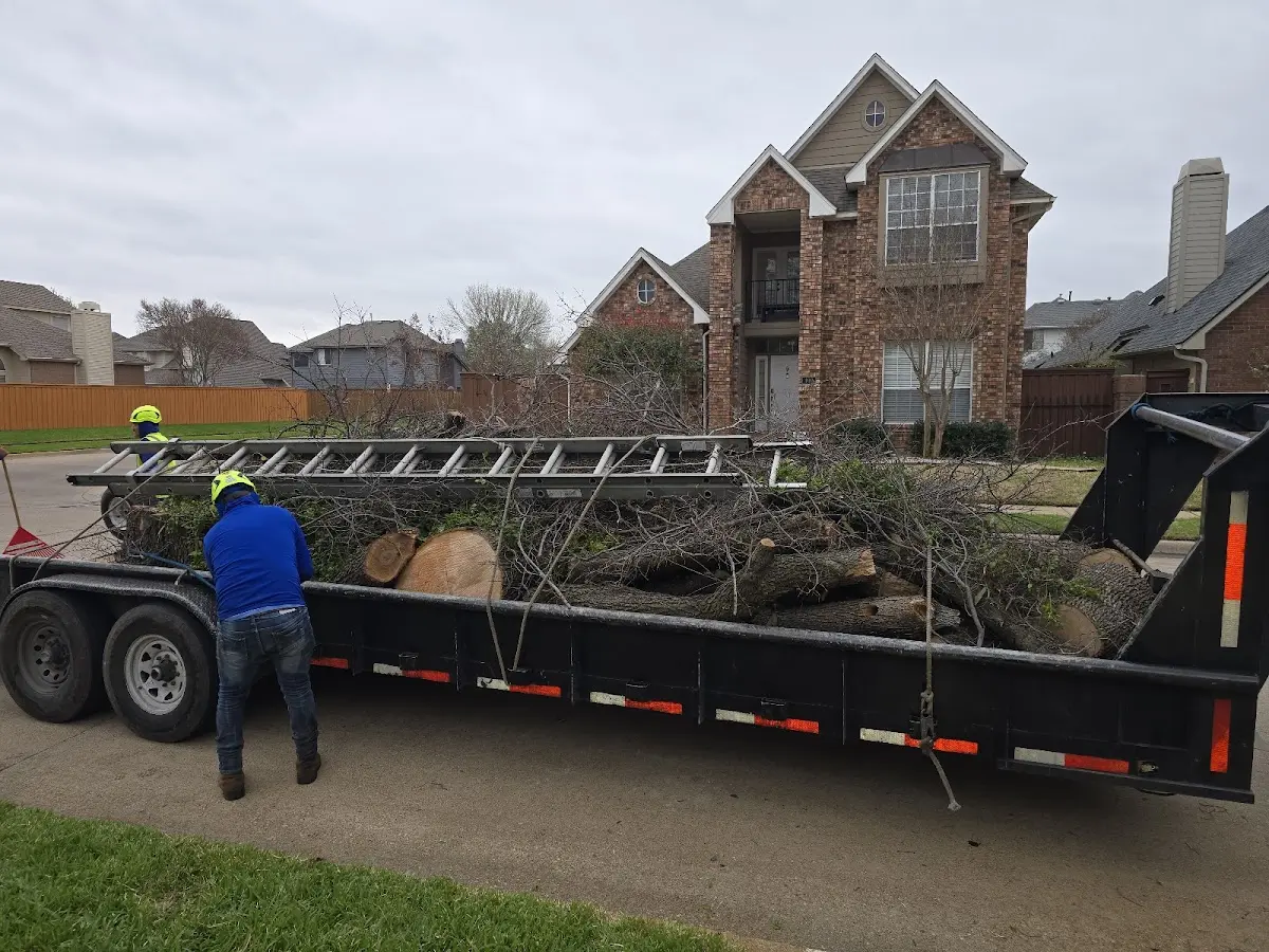 Expert Crown Reduction with proper safety equipment in Cherry Tree